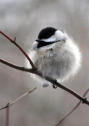 Chickadee_CaseyCarp0227